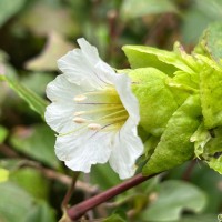 Strobilanthes hookeri Nees